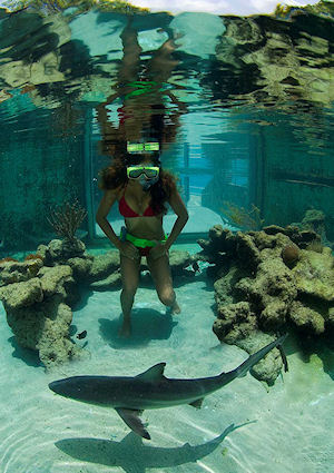 St. Thomas Shark Encounter